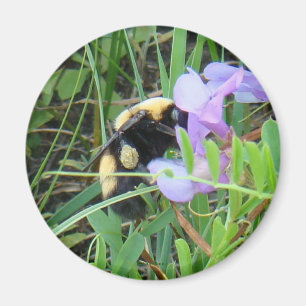 Imã Abelha F2 em Flor Silvestre Roxa