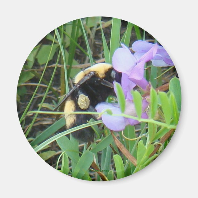 Imã Abelha F2 em Flor Silvestre Roxa (Frente)