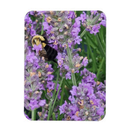 Ímã Abelha Melífera na Lavanda