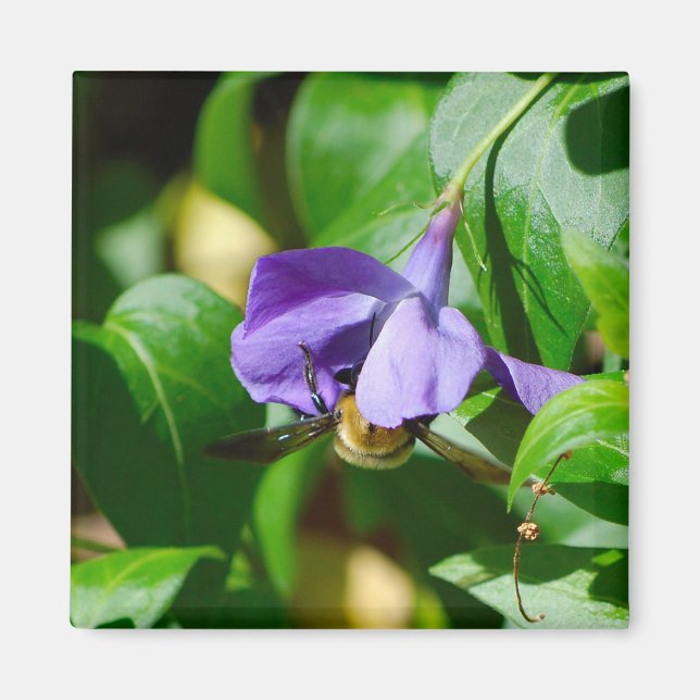 Imã Abelha Ocupada (Frente)