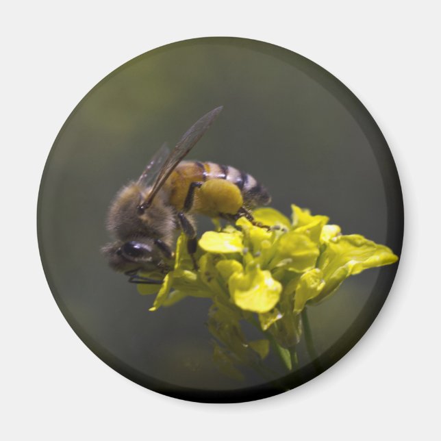 Imã Abelha Ocupada (Frente)