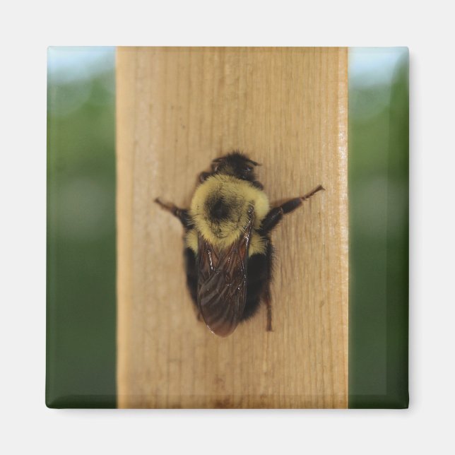 Imã Abelha-zilla (Frente)