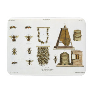 Ímã Abelhas e apicultura, "do Landsman novo", p