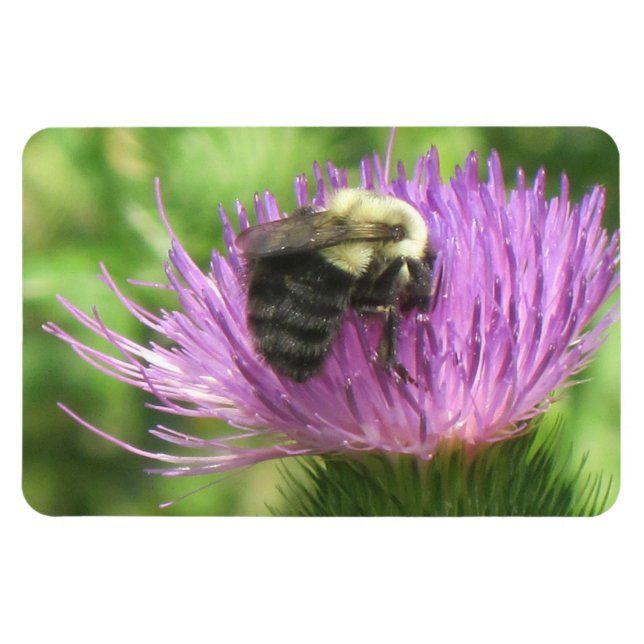 Ímã Abelhas e Thistle Magnet (Horizontal)