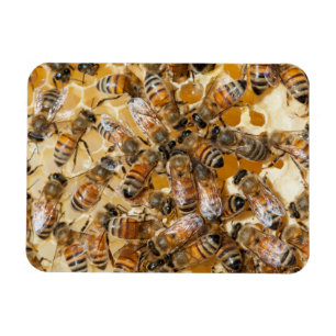 Ímã Abelhas na Fazenda de mel do Arlo