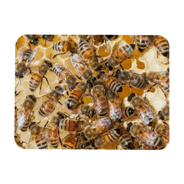 Ímã Abelhas na Fazenda de mel do Arlo (Horizontal)