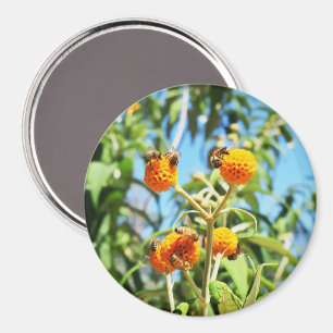 Imã Abelhas no Trabalho