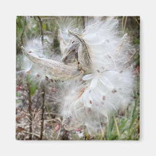 Imã Abra Milkweed Pods Sementes de Seda