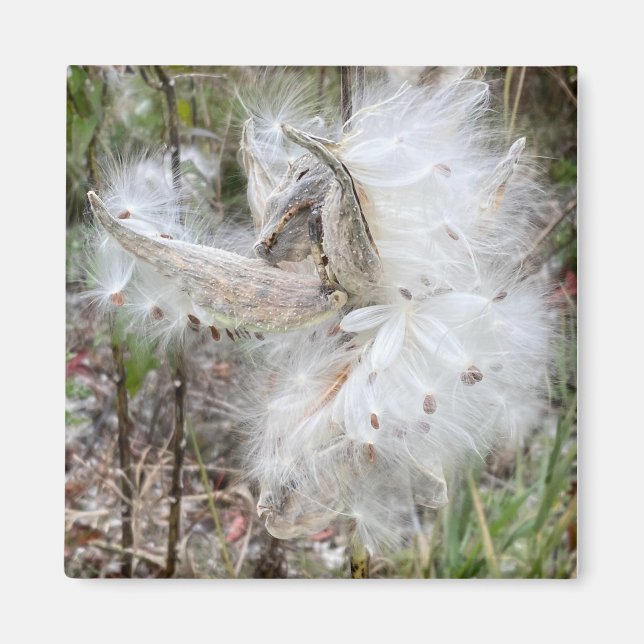 Imã Abra Milkweed Pods | Sementes de Seda | (Frente)