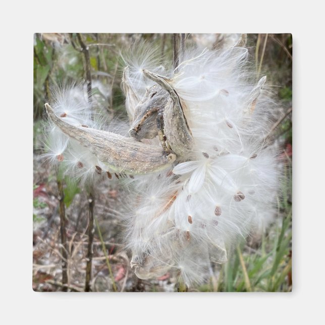 Imã Abra Milkweed Pods | Sementes de Seda | Escritório (Frente)