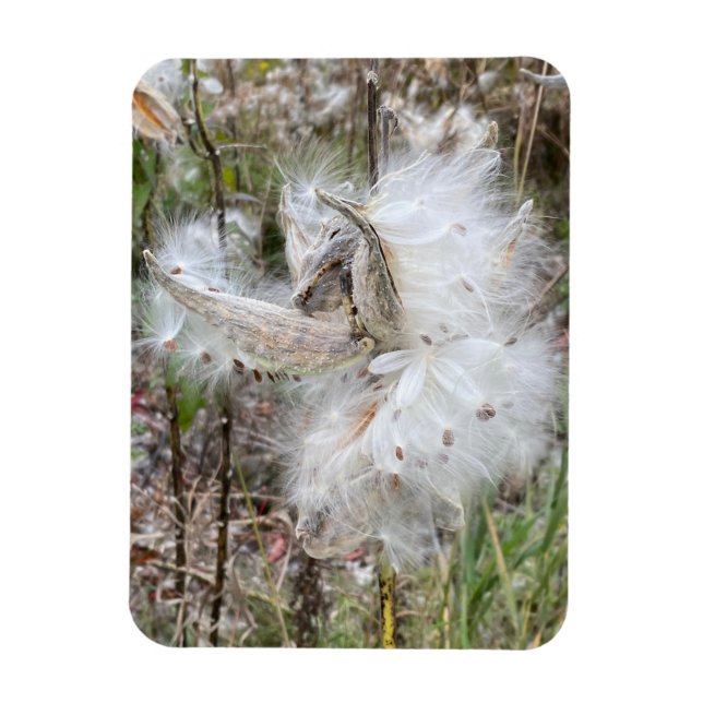 Ímã Abra Milkweed Pods | Sementes de Seda | Flexível (Vertical)