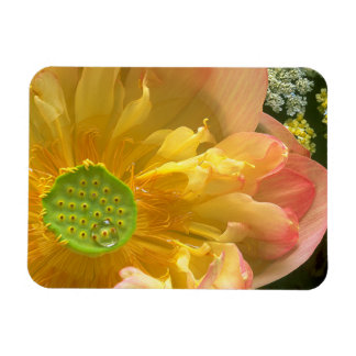 Ímã Abrir Magneto do Lotus