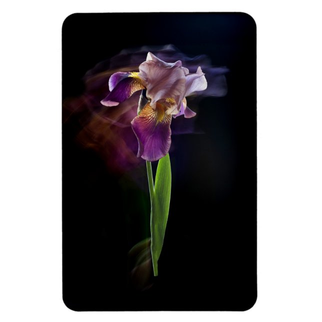Ímã Abstract Iris Flower – Elegant Floral Art (Vertical)