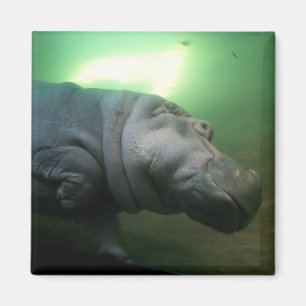 Imã Abstrato do Hippopotamus