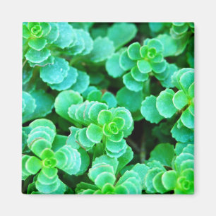 Imã Abstrato Floral Verde