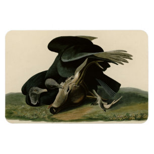 Ímã Abutre Negro, das Aves da América de Audubon