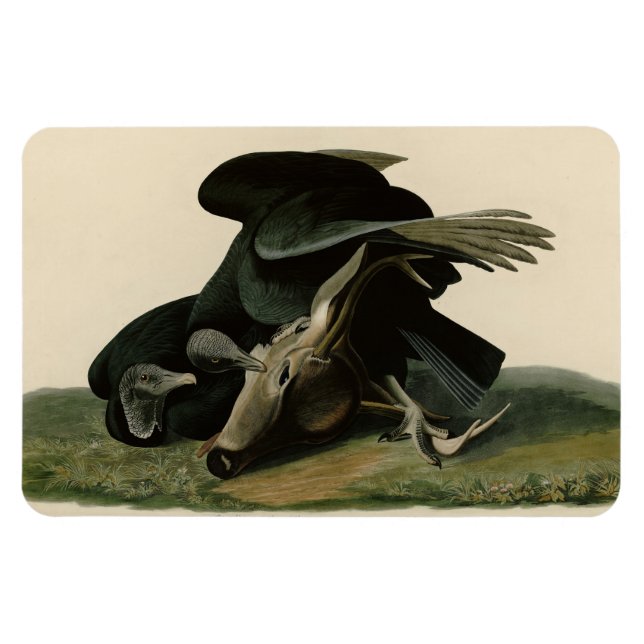Ímã Abutre Negro, das Aves da América de Audubon (Horizontal)