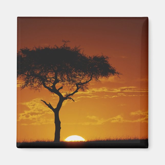 Imã Acácia-tortilis, Acacia tortilis, (Frente)