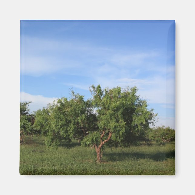 Imã Acacia Tree (Frente)