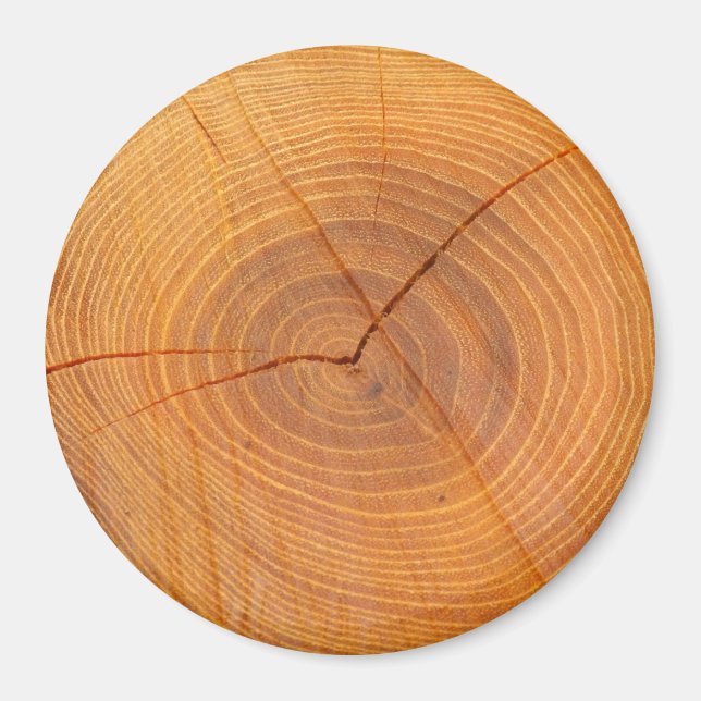 Imã Acacia Tree Cross Section Large Round Magnet (Frente)