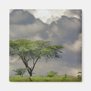 Imã Acácia-Umbrela, Acacia tortilis, e 2