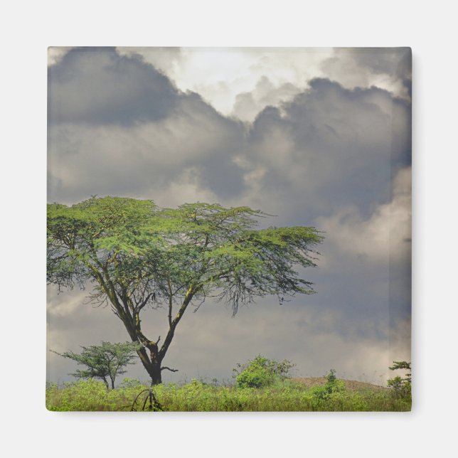 Imã Acácia-Umbrela, Acacia tortilis, e 2 (Frente)