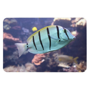 Ímã Acanthurus triostegus