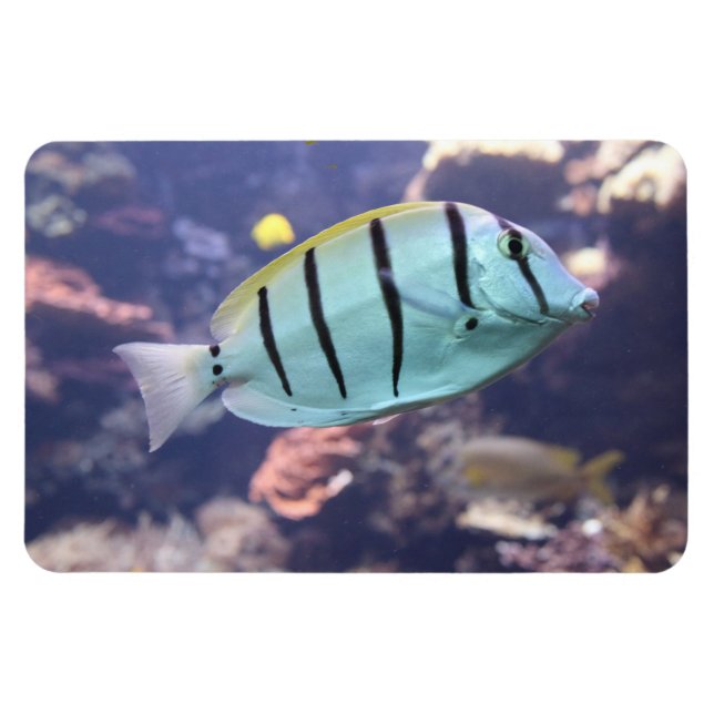 Ímã Acanthurus triostegus (Horizontal)