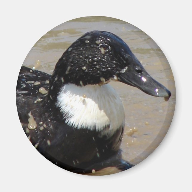 Imã Acelere o pato (Frente)