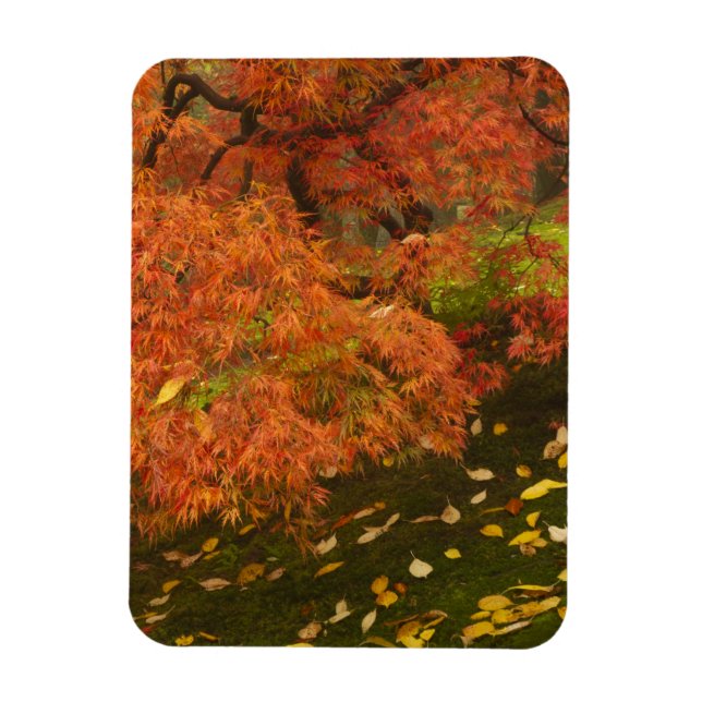 Ímã Ácer japonês na cor de outono (Vertical)