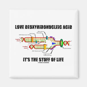 Imã Ácido Deoxyribonucleic do amor é o material de