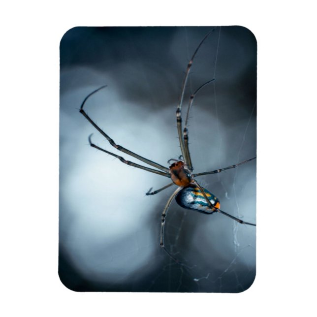 Ímã Acionadores de aranha | Aranha Bela Com Webs (Vertical)