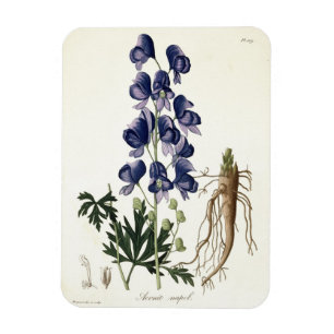Ímã Aconitum Napellus de "Phytographie Medicale" perto