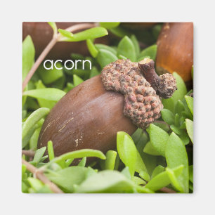 Imã Acorn Refrigerator Magnet