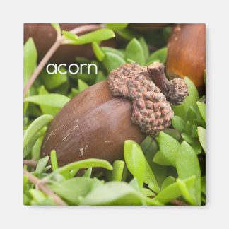 Imã Acorn Refrigerator Magnet