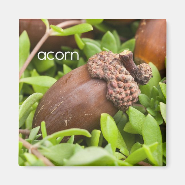 Imã Acorn Refrigerator Magnet (Frente)