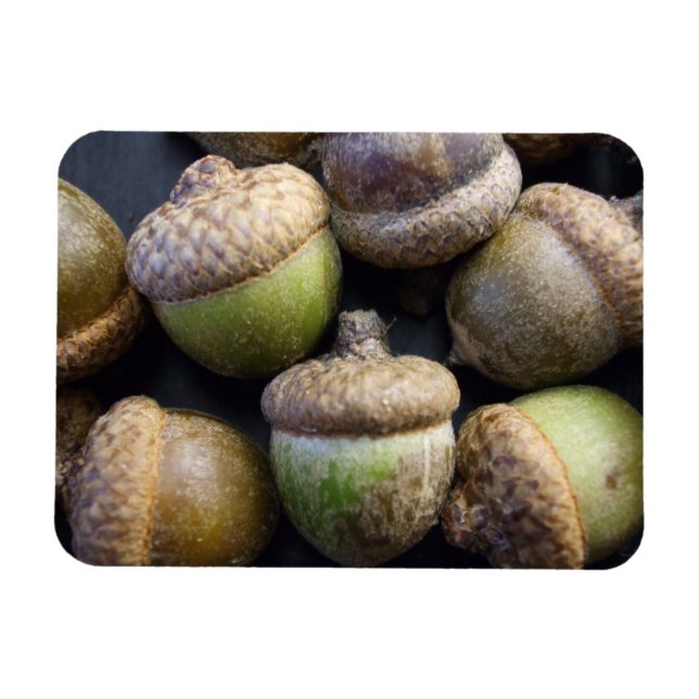 Ímã Acorns Magnet (Horizontal)