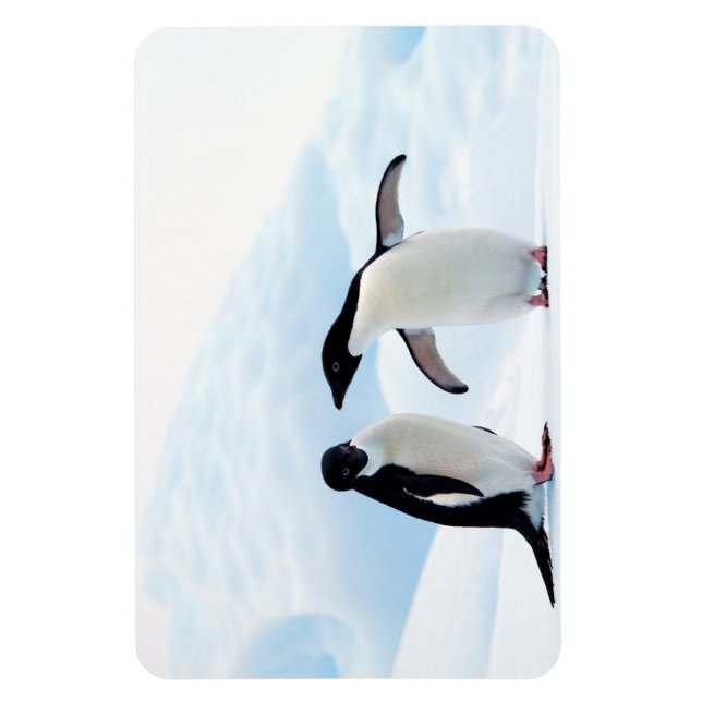 Ímã Adelie Penguins (Vertical)
