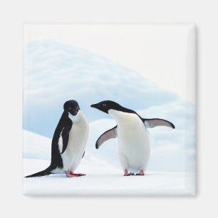 Imã Adelie Penguins