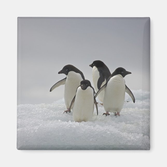 Imã Adelie Penguins sobre Fluxos de Gelo (Frente)