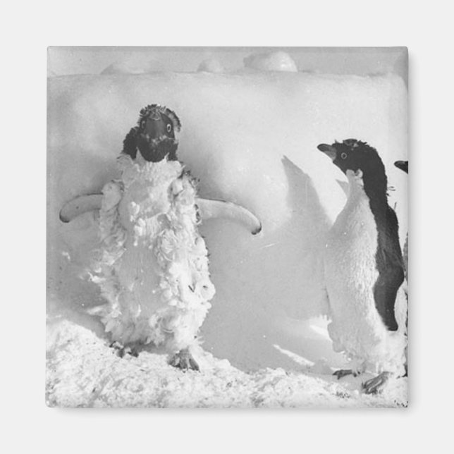 Imã Adeliemanchot (Frente)