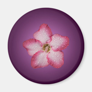 Imã Adenium Flor de Rosa Flora Gradiente Violeta