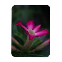 Adenium obesum