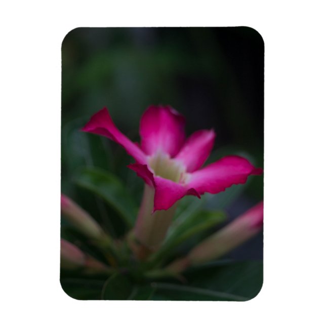 Ímã Adenium obesum (Vertical)