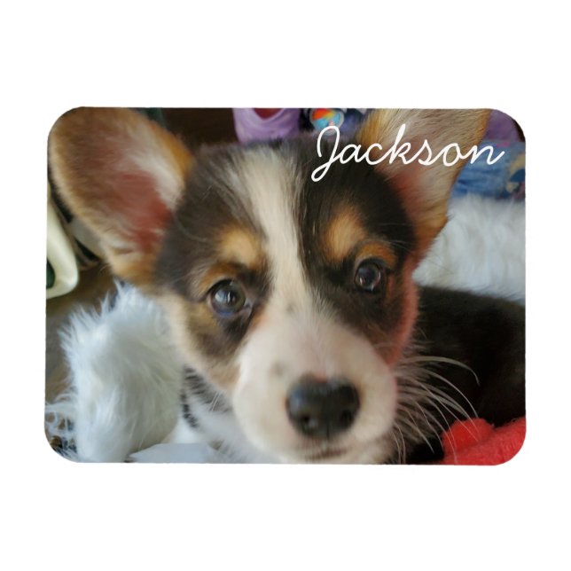 Ímã Adicione a foto do seu Pet a isto (Horizontal)