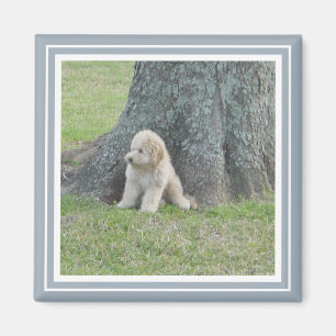 Imã Adicione sua foto ao azul moderno & ao branco da