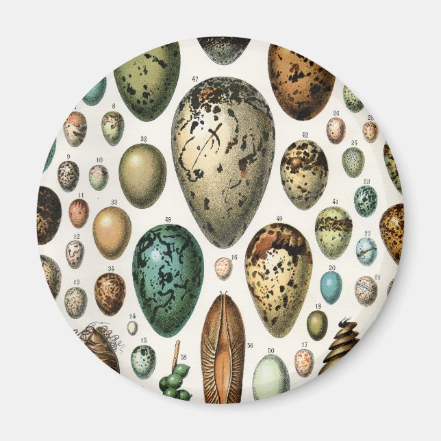 Imã Adolphe Millot Academia Sombria Ovos de Pássaros A (Frente)