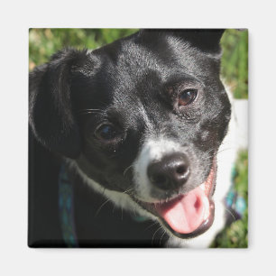 Imã Adorable Chorkie Puppy