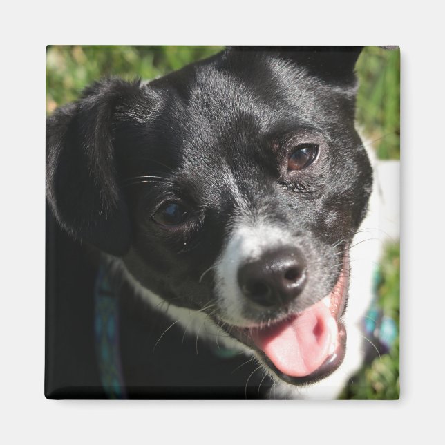 Imã Adorable Chorkie Puppy (Frente)