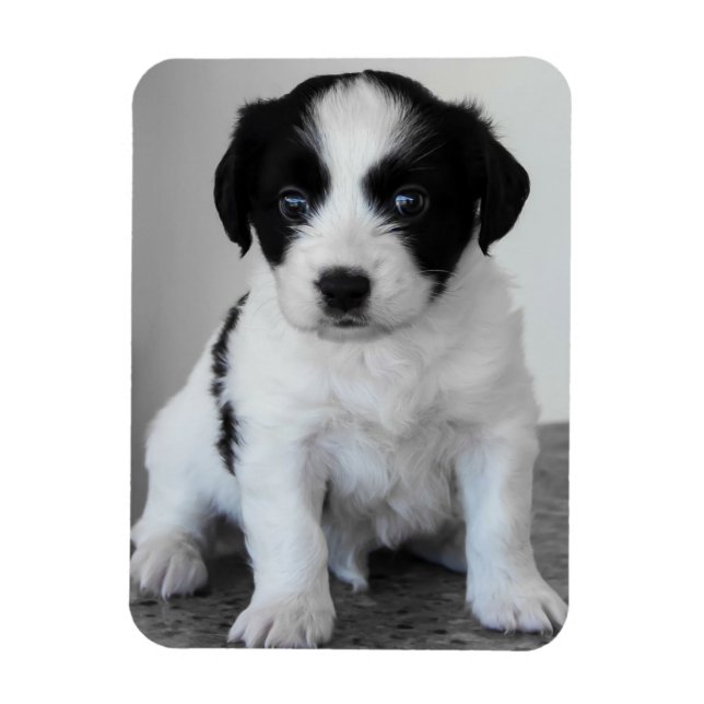 Ímã Adorável Cachorrinho Preto e Branco (Vertical)